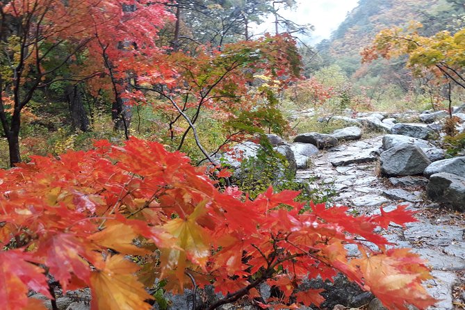 Mt. Seoraknami Islandgarden of Morning Calm Day Trip From Seoul - Tour Highlights and Excursion Feedback