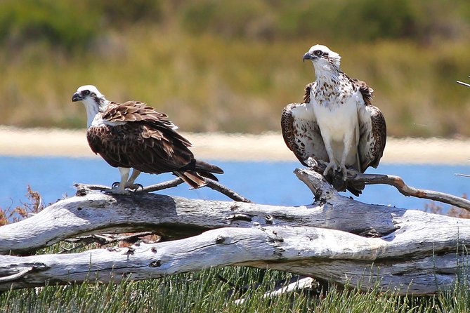 Murray River Lunch Cruise - Customer Feedback and Ratings