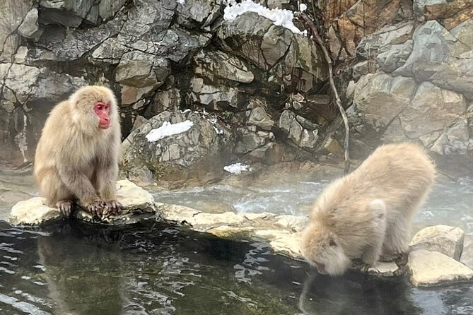 Nagano Full Day Tour Jigokudani Snow Monkey Park Zenkoji Temple - Common questions