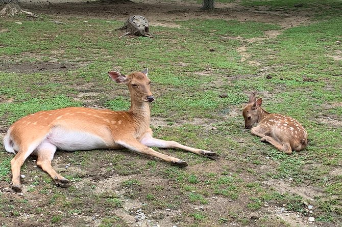 Nara Private Tour (Shore Excursion Available From Osaka or Kobe Port) - Memorable Experiences Shared