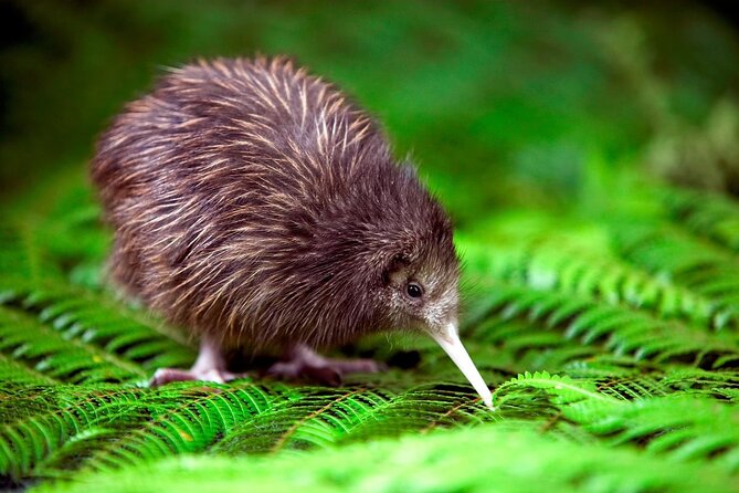 National Kiwi Hatchery - Kiwi Encounter Tour - Common questions