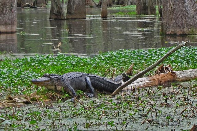 New Orleans City and Swamp Full-Day Tour - Host Responses and Improvement Areas