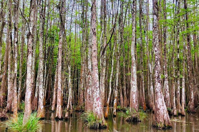 New Orleans Self-Transport Swamp and Bayou Boat Tour - Wildlife Spotting