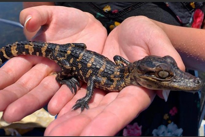 New Orleans Small-Group Airboat Swamp Tour - Viator Insights