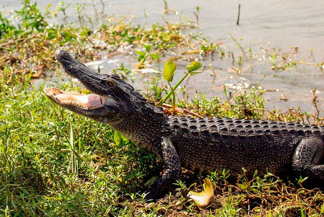 New Orleans Swamp and Bayou Sightseeing Tour With Transportation - Weather Policy and Contingencies