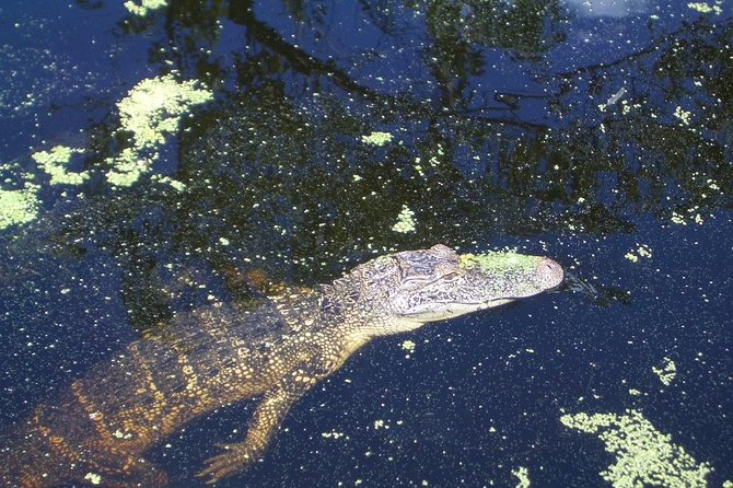 New Orleans Swamp Tour Boat Adventure With Transportation - Wildlife Encounters