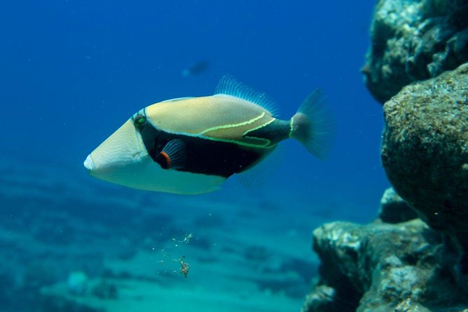 Niihau and Na Pali Coast Snorkel Boat Tour - Crew and Service