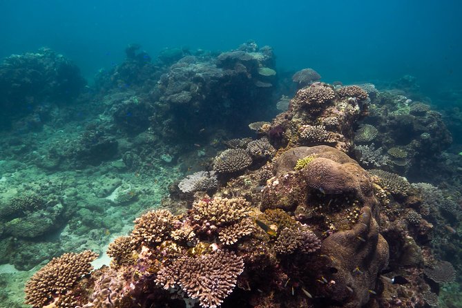 Ningaloo Reef Snorkel and Wildlife Adventure - Expert Guided Tour