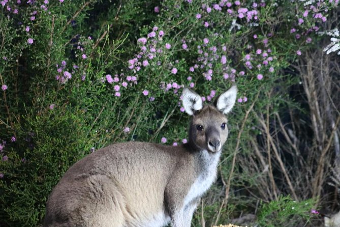 Nocturnal Wildlife Tour From Busselton or Dunsborough - Hotel Pickup and Drop-off