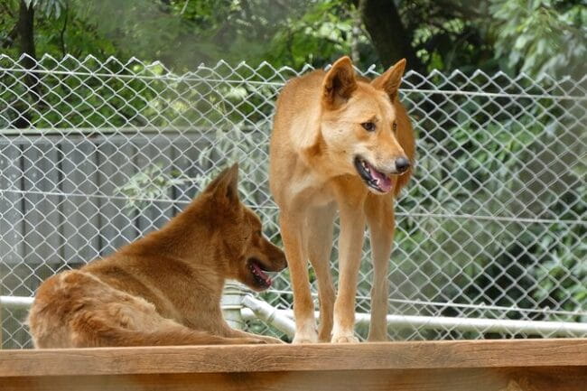 Noosa, Aussie Animals & Glass House Mountains From Brisbane - Important Information