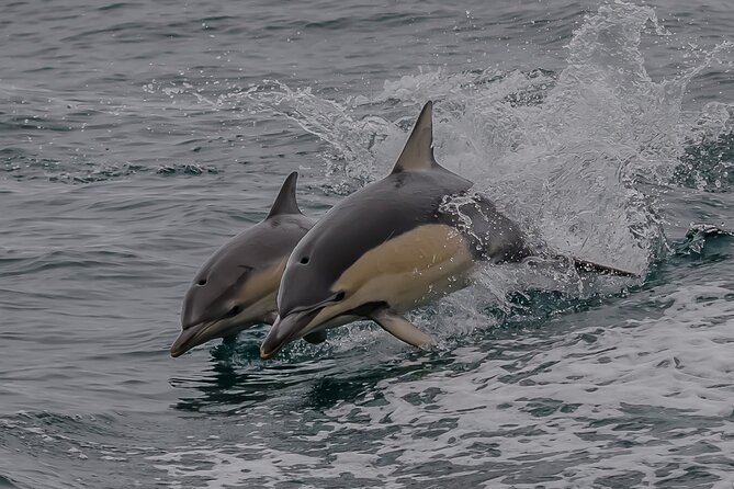 Noosa National Park & Wild Dolphin Safari - Safety Measures
