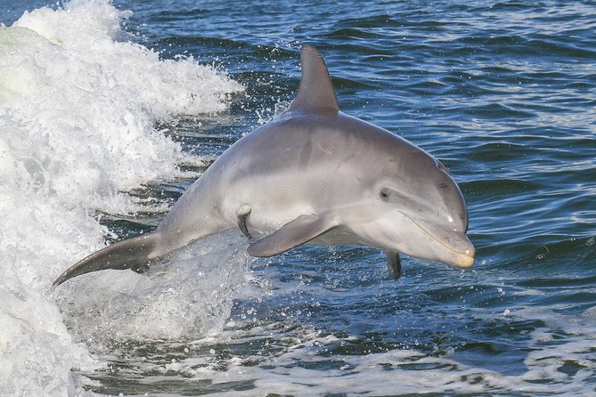 Noosa Small-Group Dolphin-Watching Tour  - Noosa & Sunshine Coast - Additional Information