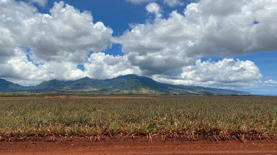 Oahu: Private Full-Day Foodie & Sightseeing Tour - Customer Satisfaction