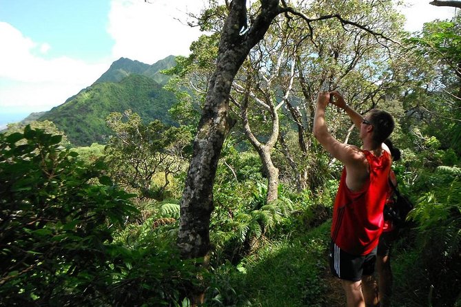 Oahu Volcanic Rainforest Hiking Adventure - Key Points