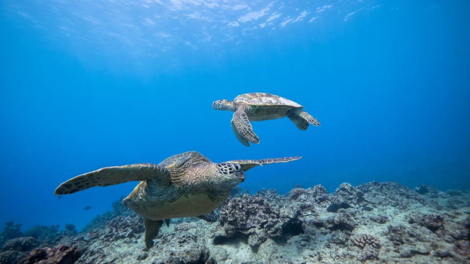 Oahu: Waikiki Discovery Scuba Diving for Beginners - Sum Up