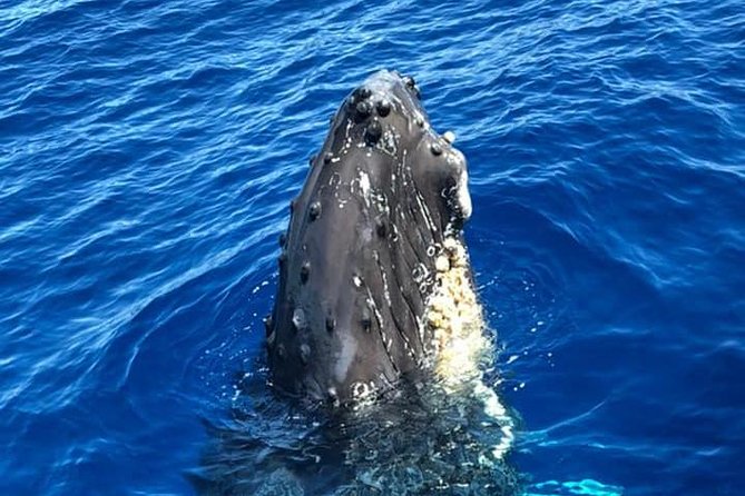 Oahu Whale-Watching Excursion - Onboard Experience Details