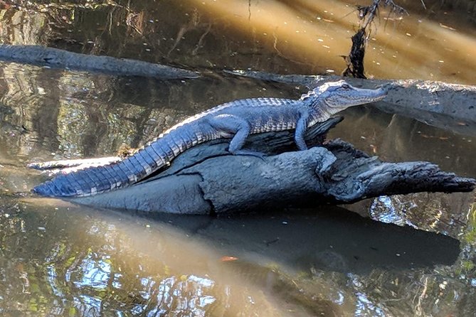 Oak Alley Plantation and Large Airboat Swamp Tour From New Orleans - Sum Up