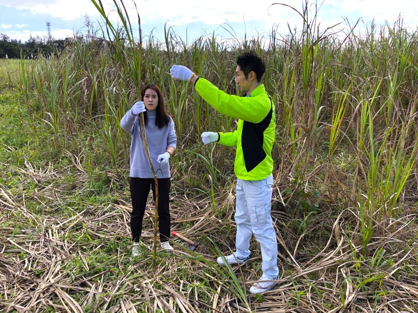 Okinawa: Harvest Sugarcane, Make Brown Sugar. Explore Nature - Participant Information and Requirements