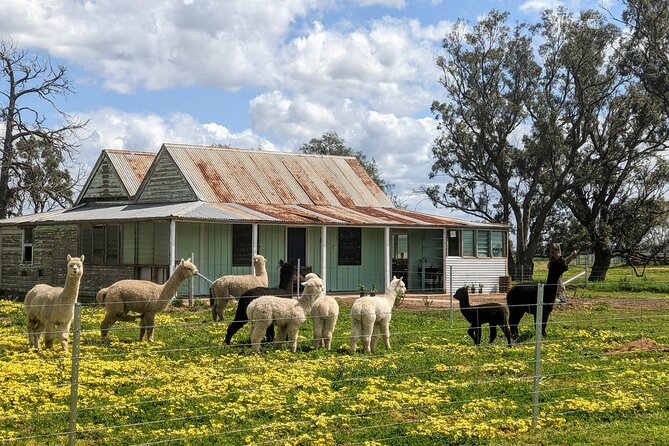 One-Hour Alpaca Meet-and-Greet on a Working Farm, Tomingley  - New South Wales - Directions