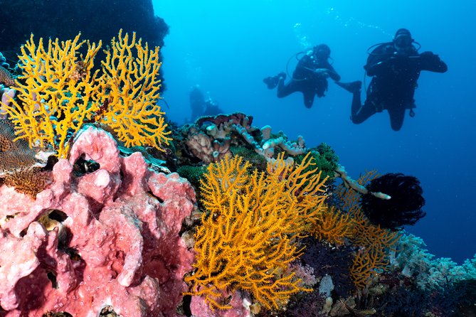 Open Water Course in Pemuteran - Get Certified in Bali - Ocean Dives