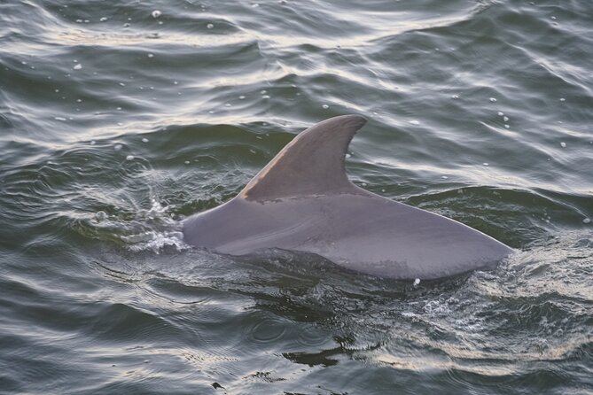 Orange Beach Dolphin Eco Boat Tour - Meeting and Logistics
