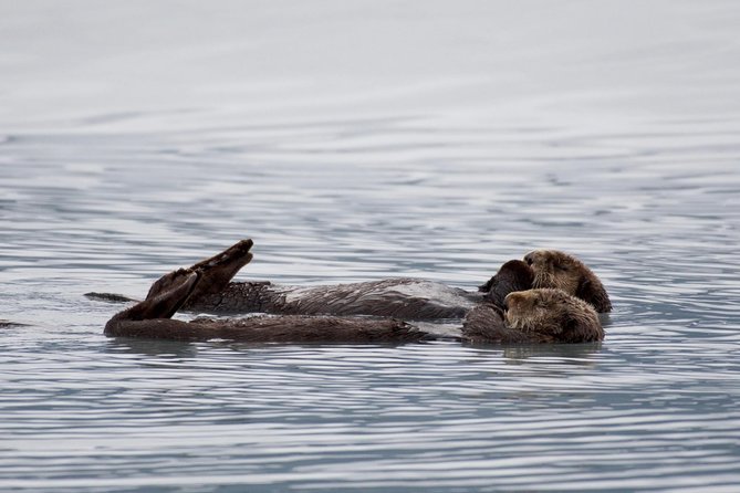 Orca Quest Cruise - Company Background and Policies