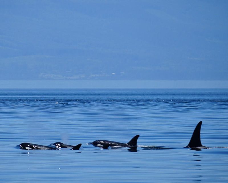 Orcas Island: Whale Watching Guided Boat Tour - Cancellation Policy