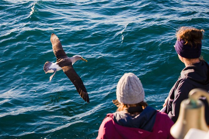 Otago Harbour Wildlife Cruise (Dunedin Shore Excursion) - Pricing and Booking Information
