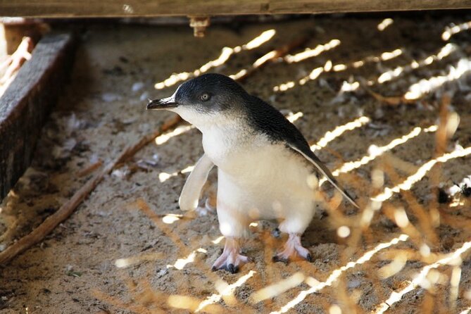 Penguin and Seal Islands Sea Kayaking Experience - Packing List