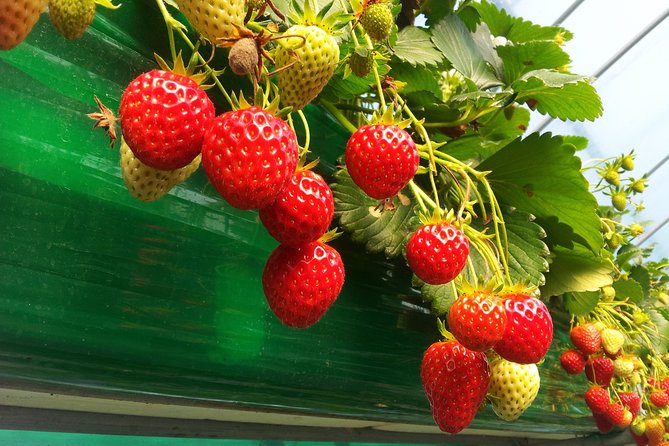[Perfect Private Tour] Strawberry Farm & Nami Island & Lunch - Cancellation Policy Overview