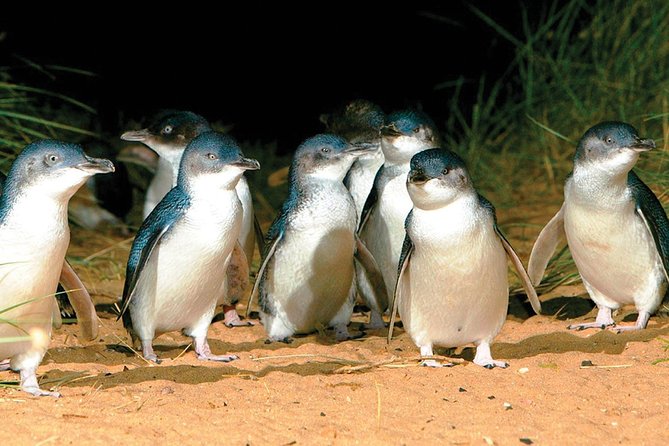 Phillip Island Penguin and Wildlife Tour - Tour Pricing