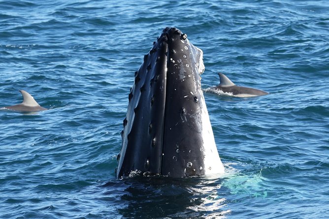 Phillip Island Whale & Dolphin Watching Cruise: San Remo  - Mornington Peninsula - Cancellation Policy