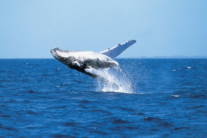Phillip Island Whale Watching Tour - Customer Reviews