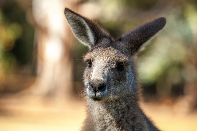 Port Arthur and Tassie Devils Active Day Tour From Hobart - Tour Guide and Service