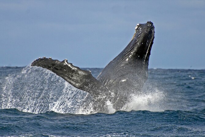 Port Stephens Colourful Day Trip From Sydney With Whale Watching - Itinerary and Highlights