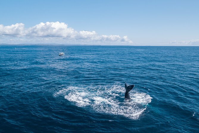 Premier Whale Watching Byron Bay - Booking Information