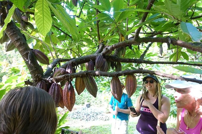 Princeville Botanical Gardens Tour and Chocolate Tasting Ticket - How to Book Tickets