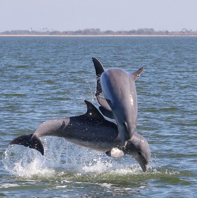 Private 2 Hour Dolphin Sightseeing Tour- Melbourne - Amenities and Logistics for Guests
