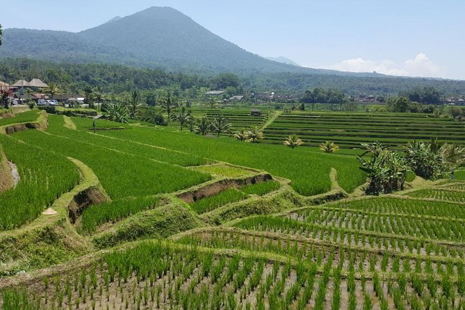Private 4-Day Tours - Best Bali Tours Package - Best of Bali Highlights - Tour Highlights
