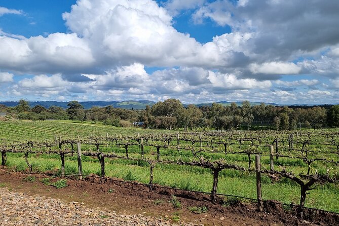 Private Barossa Valley Full Day Tour With Tastings and Lunch - Provider Background