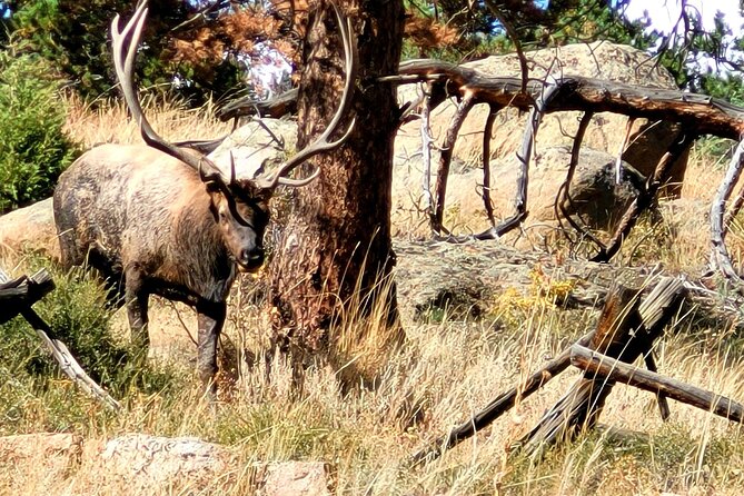 Private Birding Hike in Rocky Mountain National Park - Reviews and Ratings Overview