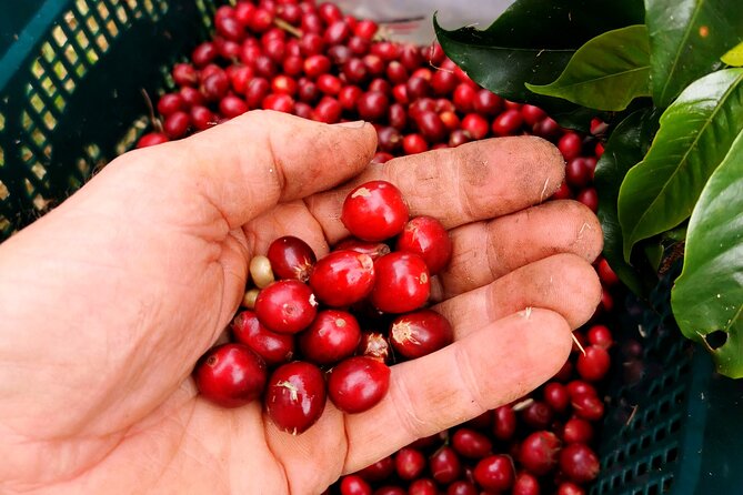 Private Coffee Farm Tour in Doubtless Bay - Logistics and Meeting Point