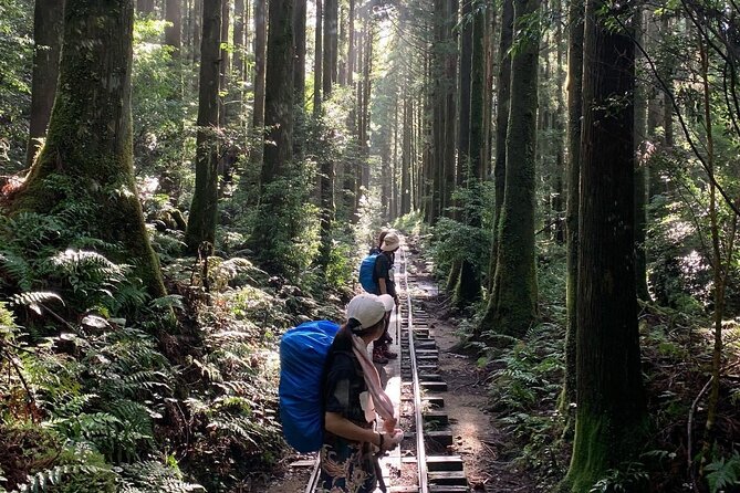 [Private Guide & Plan With Bento] Lets Walk in the Forest of Thousands of Years of Age! Jomon Cedar - Booking Confirmation Details