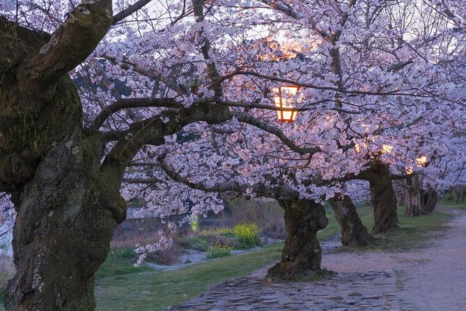 Private Hiroshima Cherry Blossom and Sakura Experience - Private Group Options