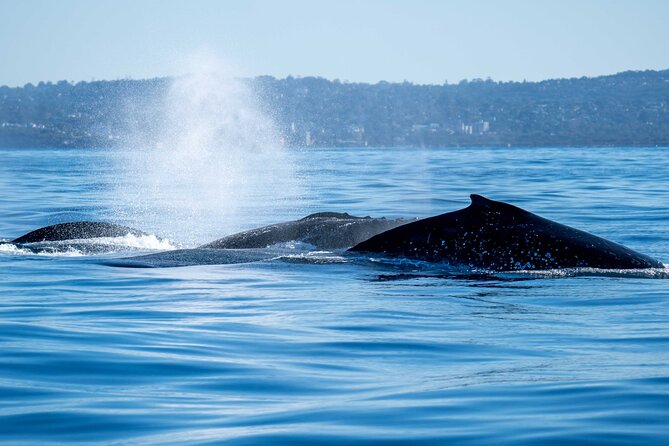 Private Luxury Intimate Whale Watching - Pricing and Copyright