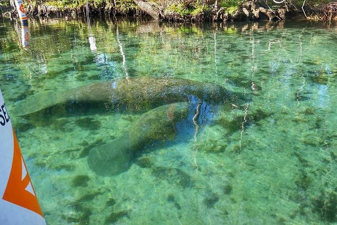 Private Manatee Swim for up to 6 With In-Water Divemaster/Photographer - Common questions