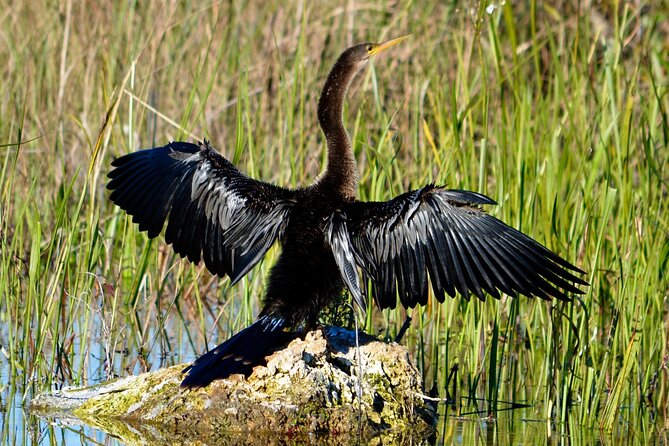 Private River Of Grass Everglades Airboat Adventure - Booking and Confirmation Details