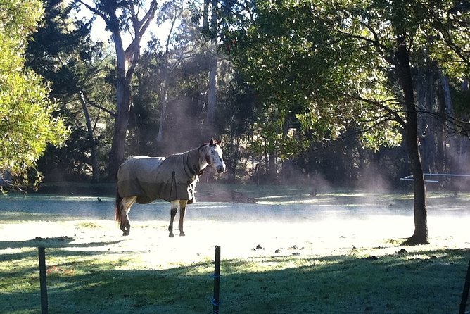 [Private Tour] Healesville Sanctuary Wildlife & Puffing Billy Steam Train - Customer Feedback