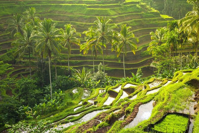 Private Tour in Ubud With Jungle Swing - Tour Inclusions
