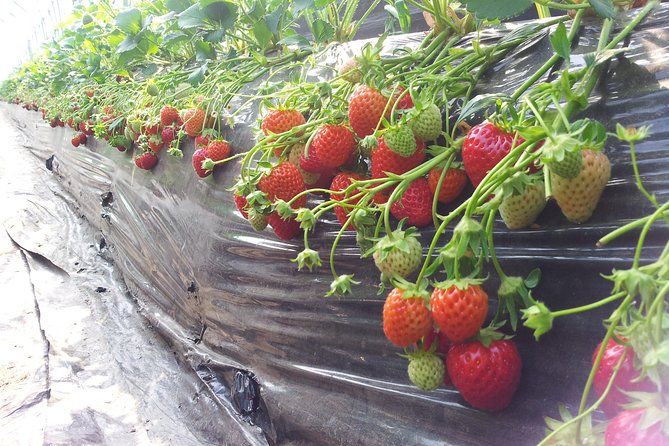 [Private Tour] Organic Strawberry Farm & Nami Island & Petite France - Reviews, Ratings, and Additional Resources